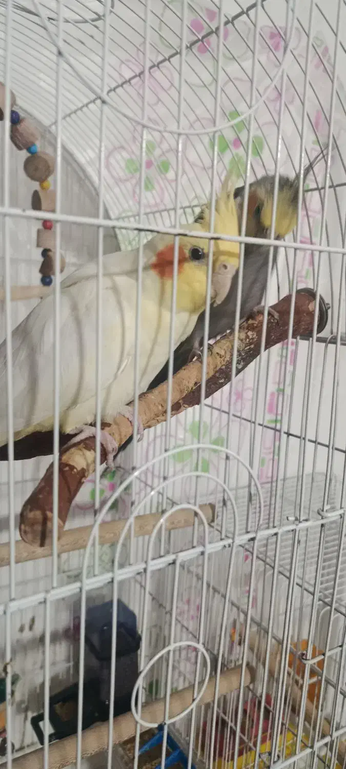 یک جفت عروس هلندی مولد|پرنده|رباط‌کریم, مسکن مهر آبشناسان|دیوار