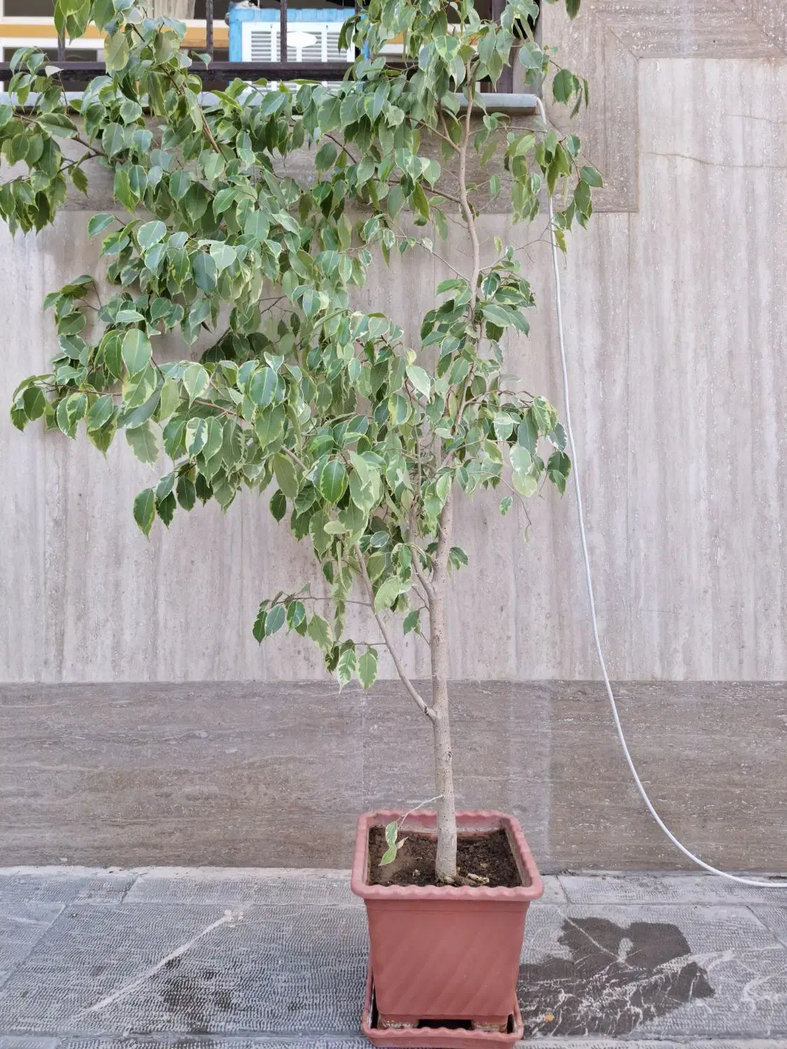 گل و گیاه|گل و گیاه طبیعی|خمینیشهر, |دیوار