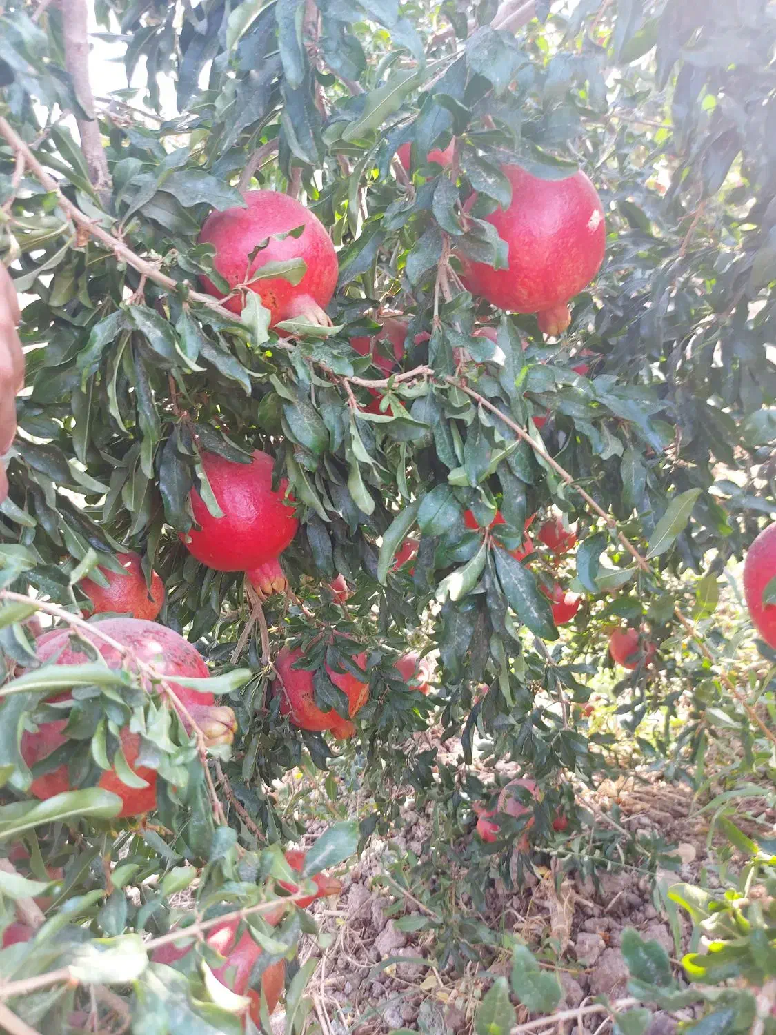 اجاره انار|اجارهٔ دفتر صنعتی، کشاورزی، تجاری|ششده و قره بلاغ, |دیوار