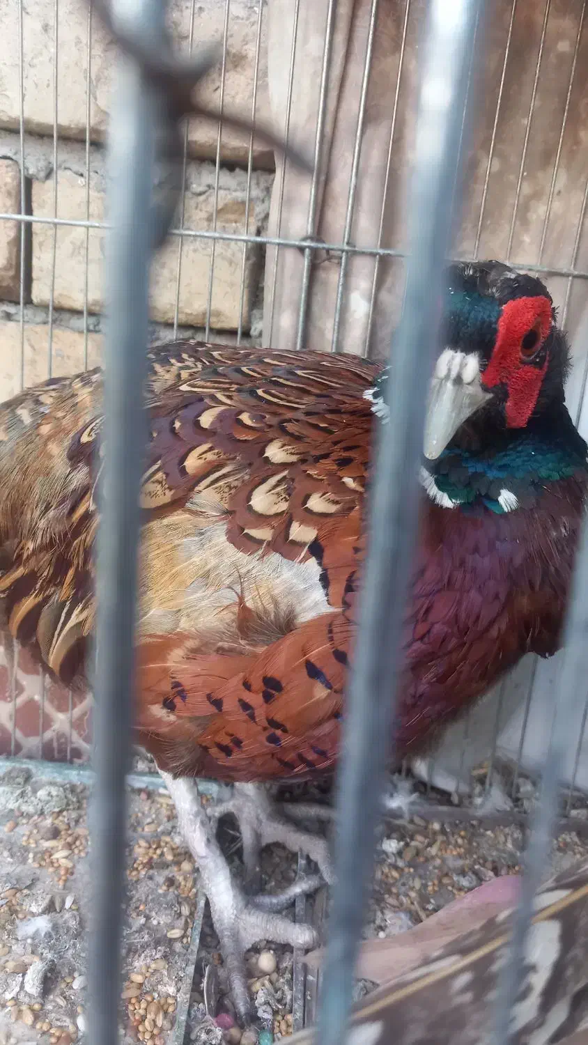 خروس بلژیکی|حیوانات مزرعه|ارزوئیه, |دیوار