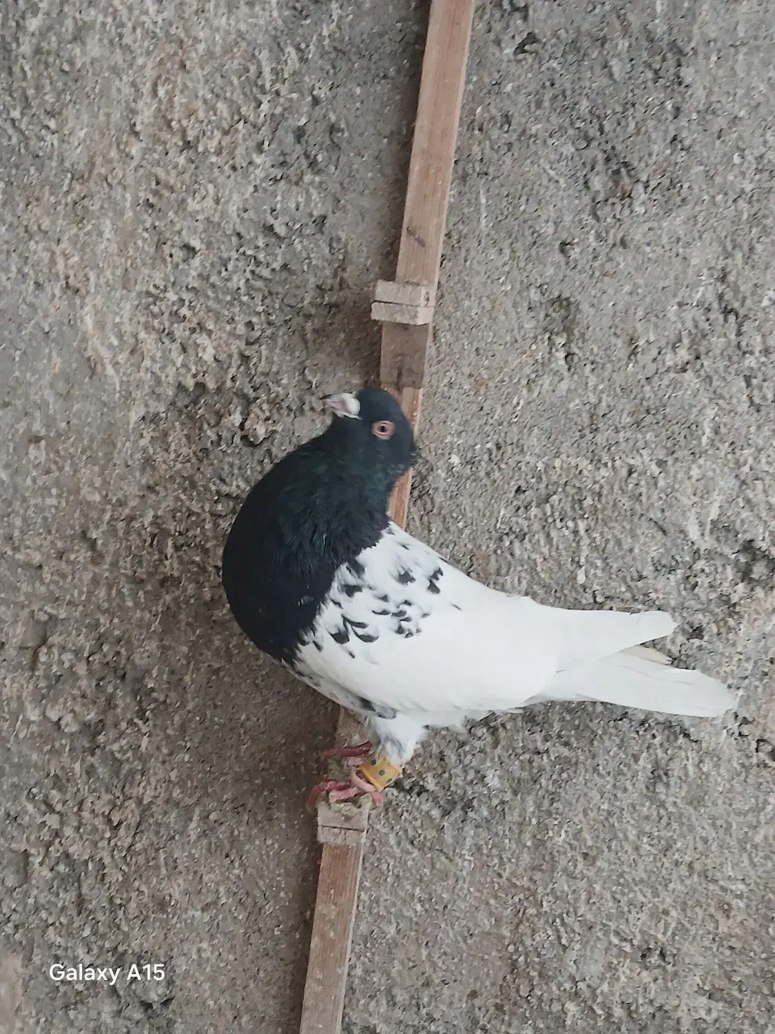 کله و سینه|پرنده|مشهد, خرمشهر|دیوار