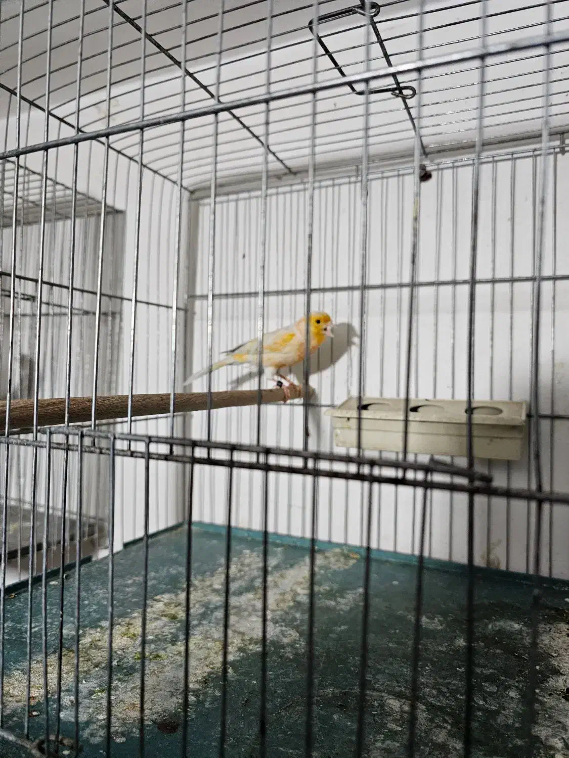 چند جفت قناری رنگ تیره آگات توپاز کبالت|پرنده|حمیدیا, |دیوار