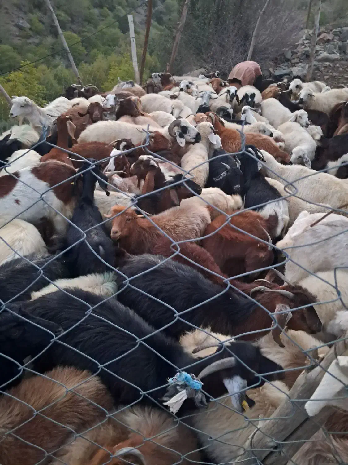 فروش انواع کر چاق وسرحدی|حیوانات مزرعه|درب بهشت, |دیوار