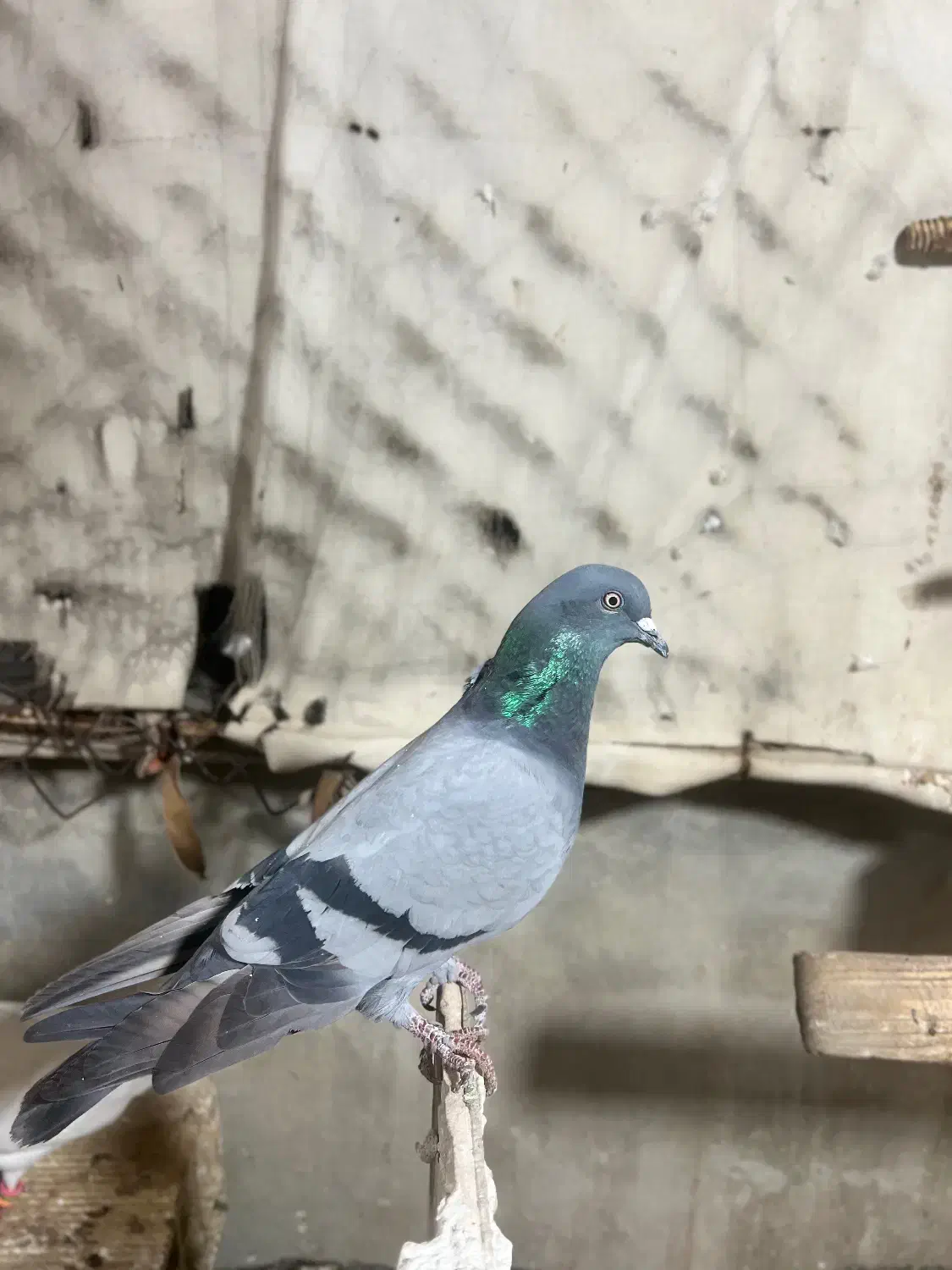 کفترخارجی|پرنده|بندر ماهشهر, |دیوار