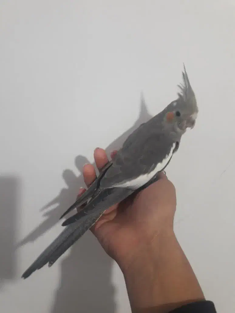 عروس هلندی فوق دستی|پرنده|اصفهان, منتظرالمهدی|دیوار