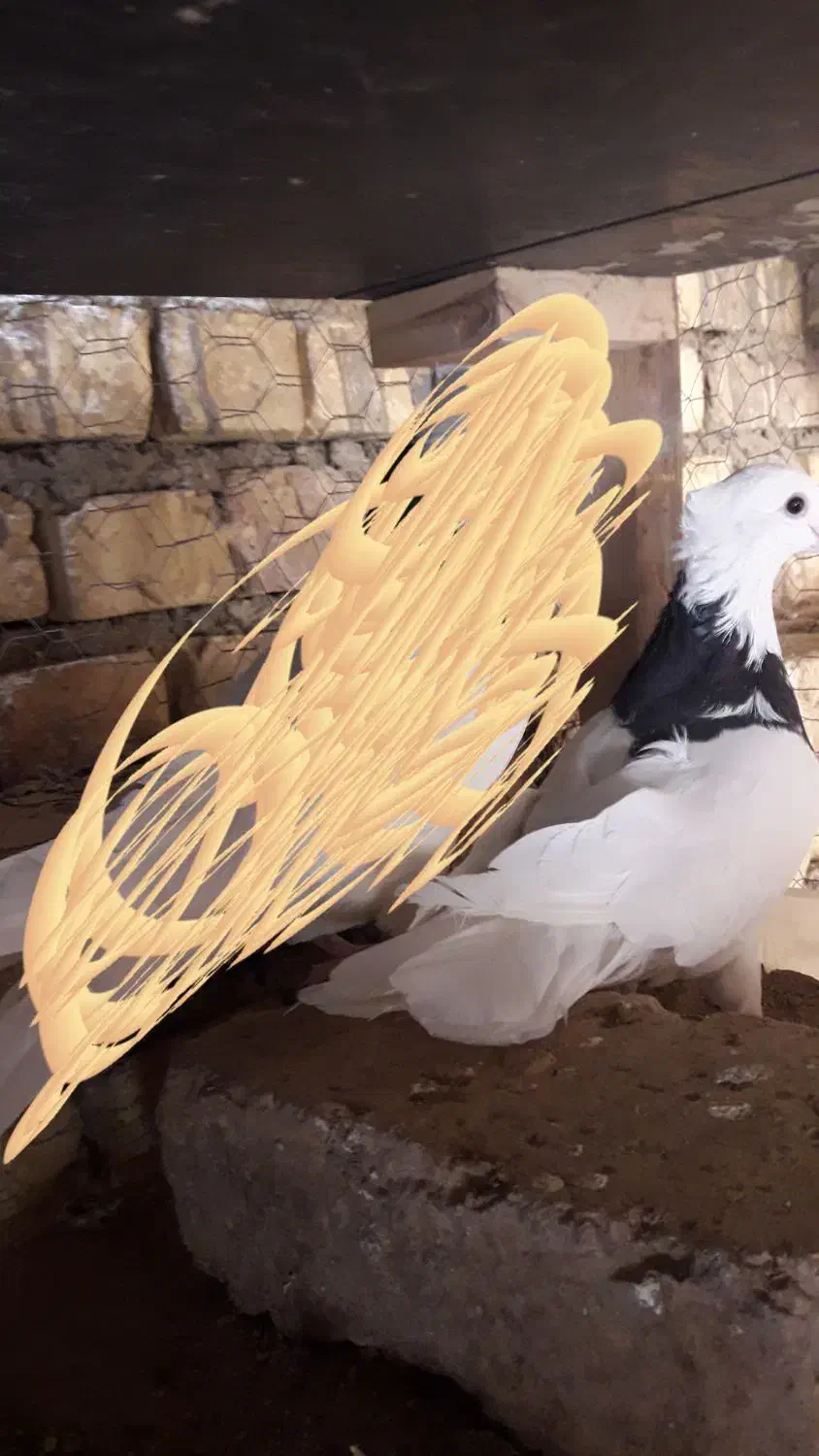 طوقی مشکی نر|پرنده|خمینی‌شهر, |دیوار