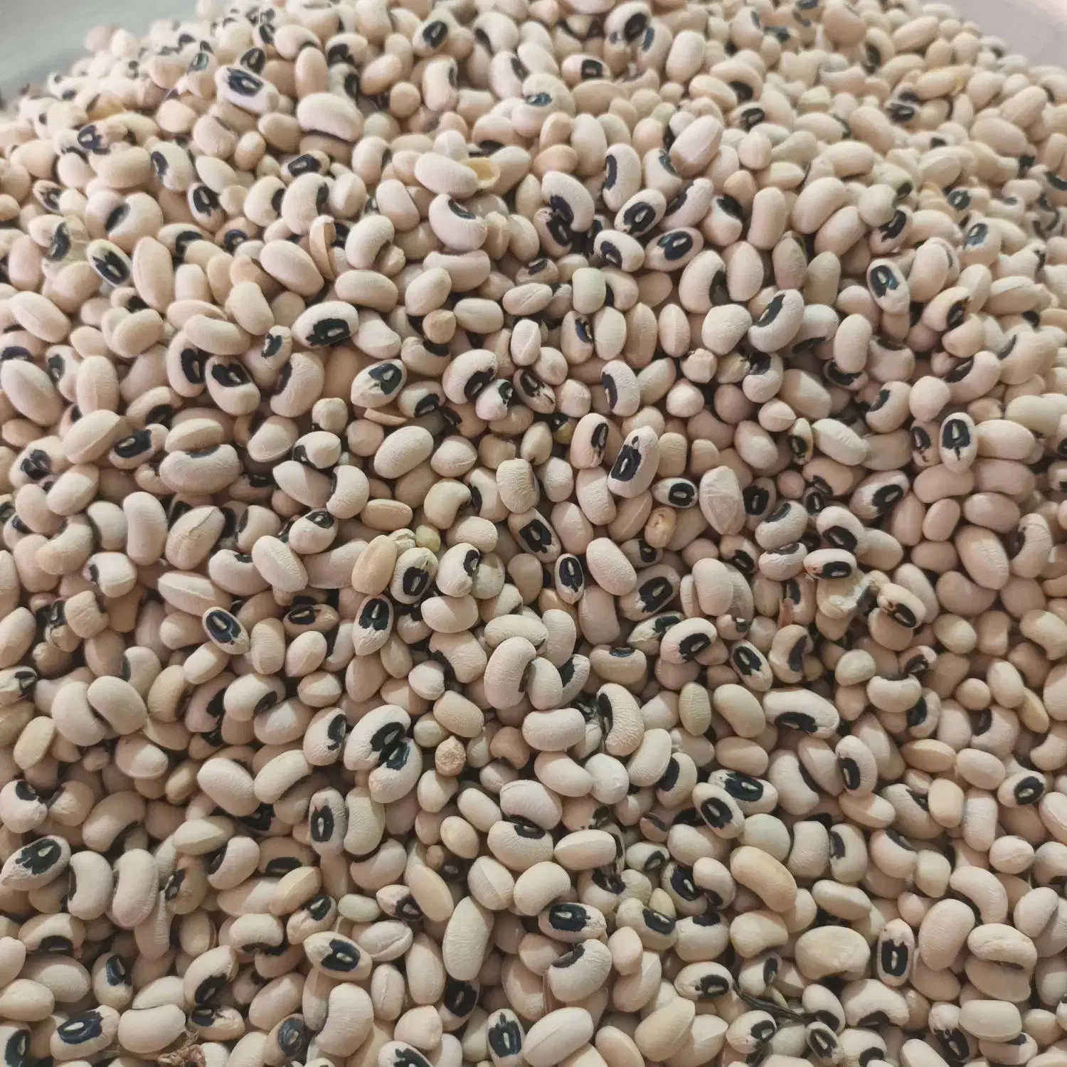 لوبیا|خوردنی و آشامیدنی|کوهنانی, |دیوار