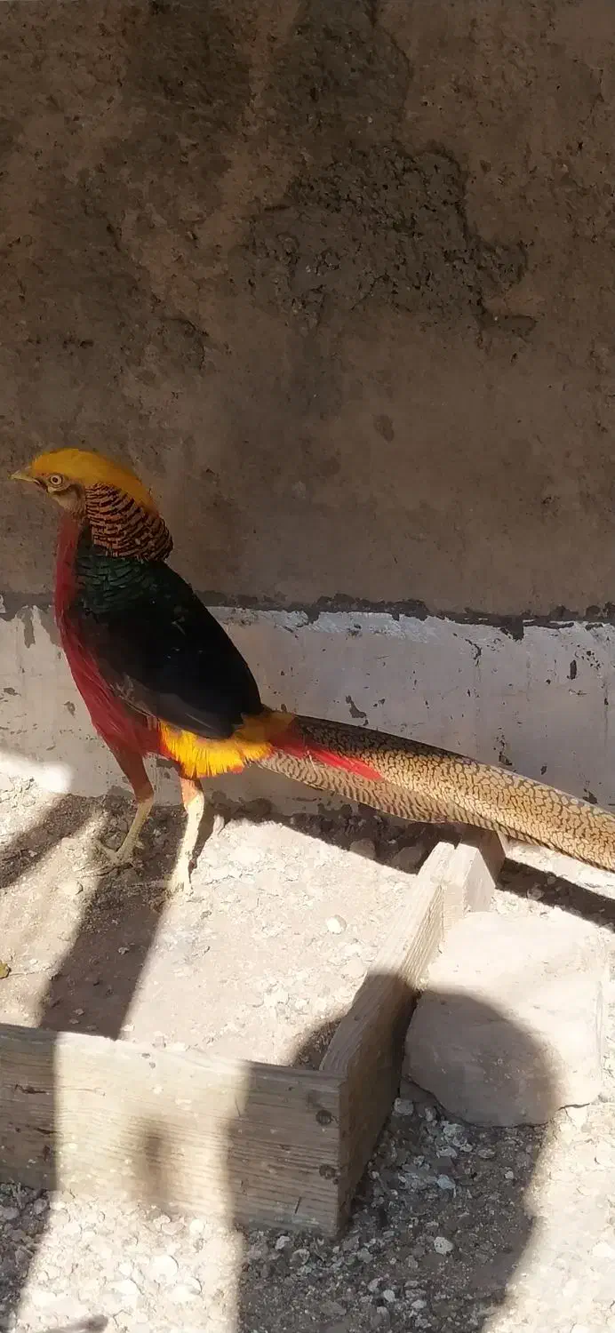 مرغ وخروس زینتی|پرنده|الوند, |دیوار