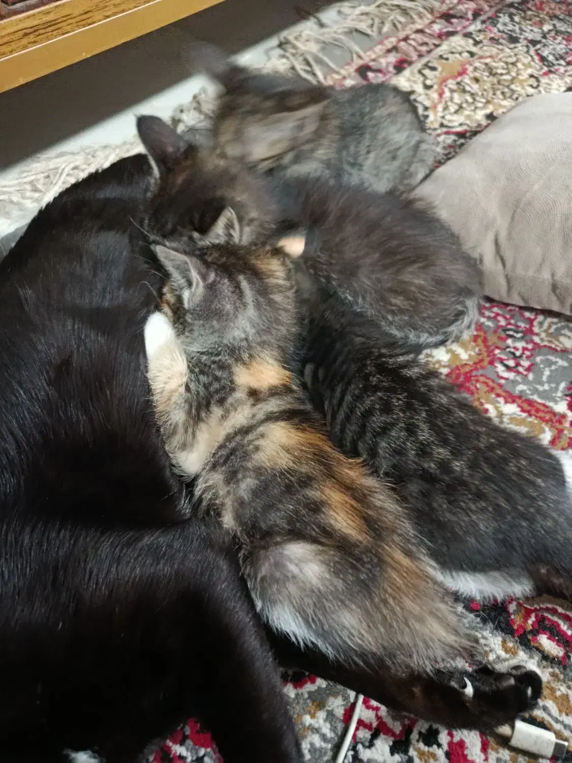 گربه بچه|گربه|گرگان, |دیوار