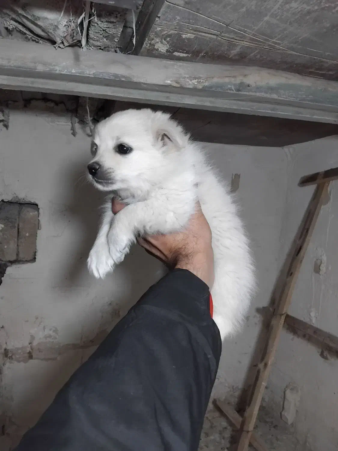 توله پامر روباهی|سگ|بجنورد, |دیوار