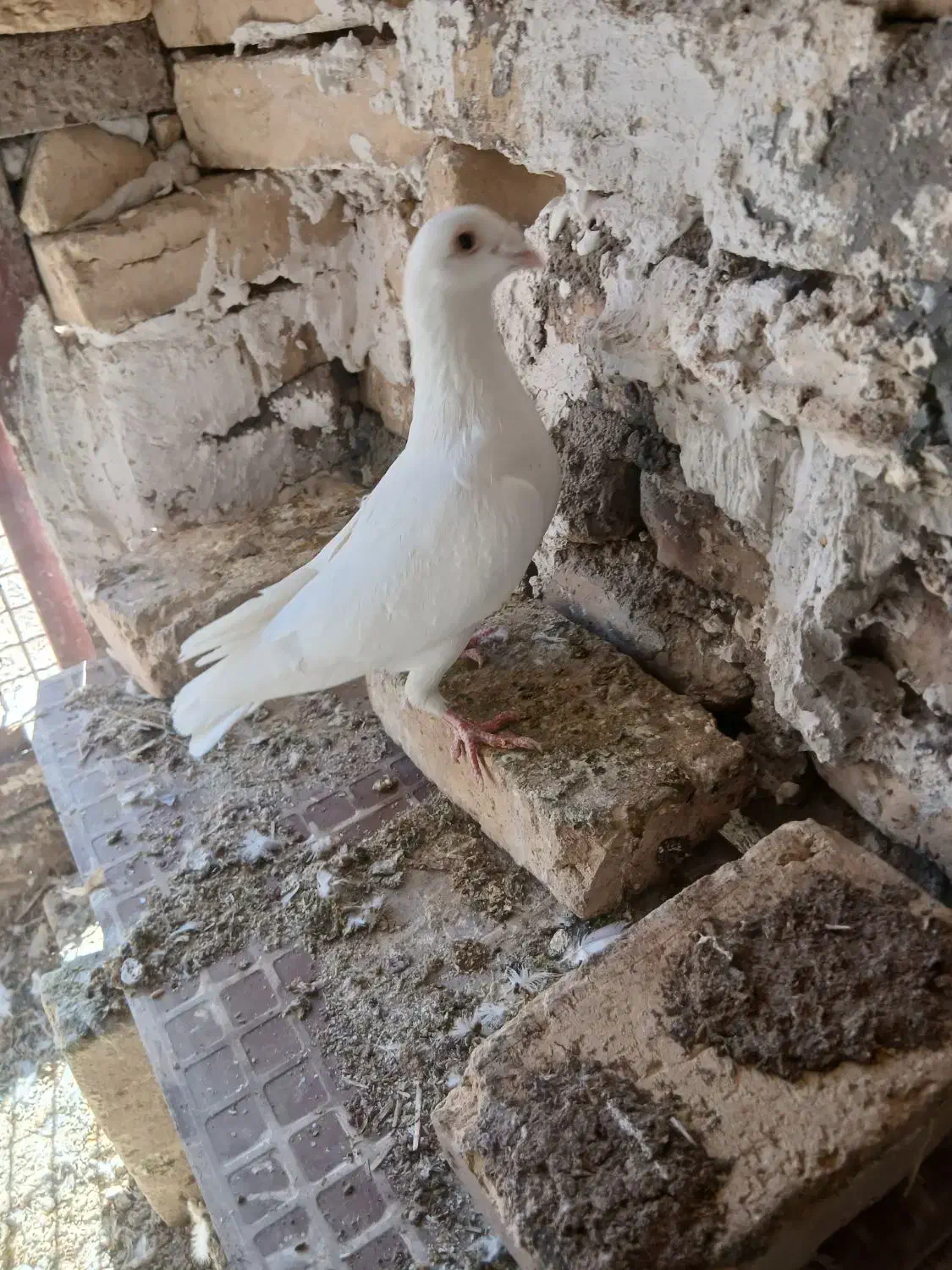 پلاکی|پرنده|حمیدیا, |دیوار