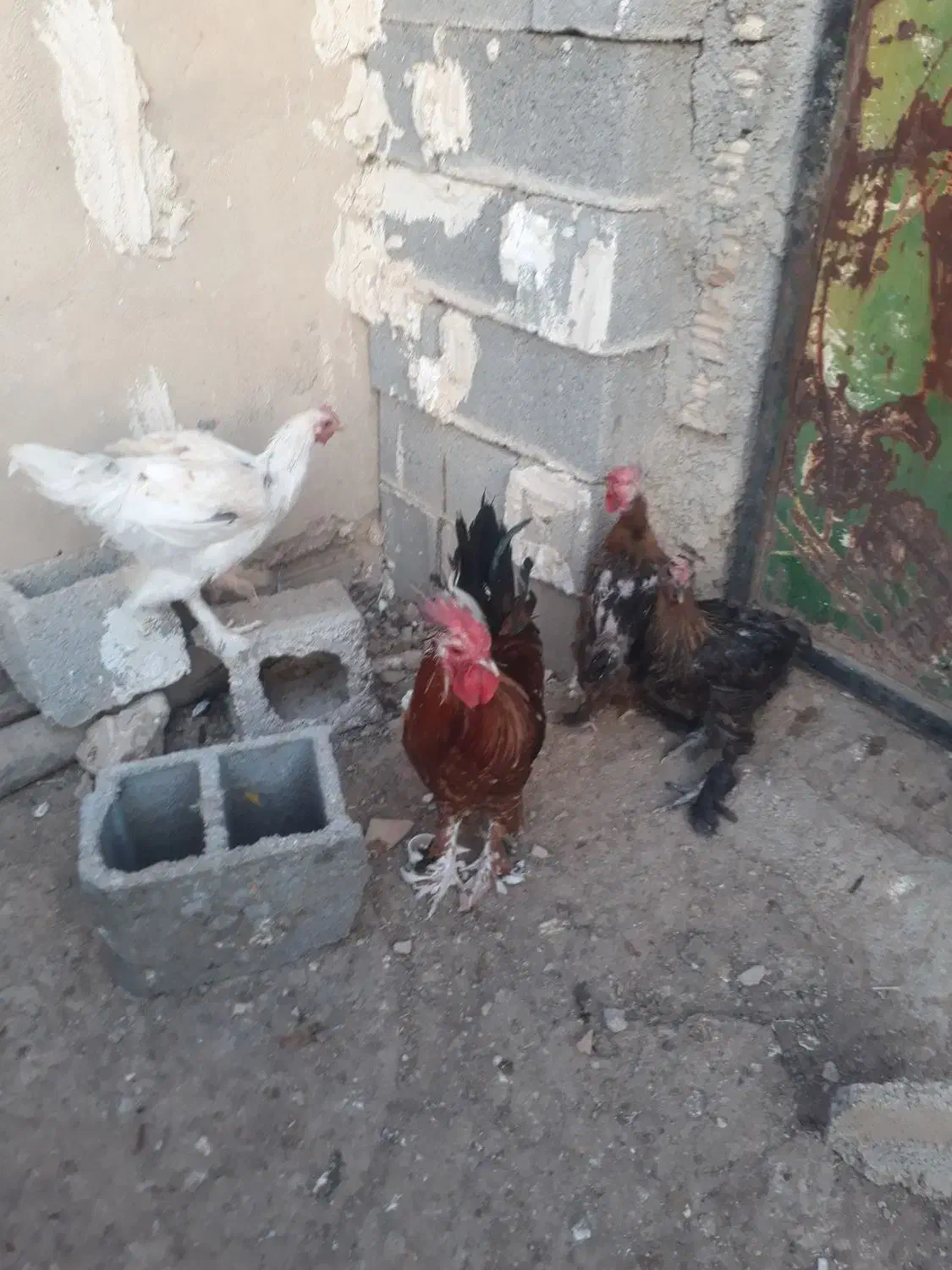 خروس دیلگونی|حیوانات مزرعه|سوق, |دیوار