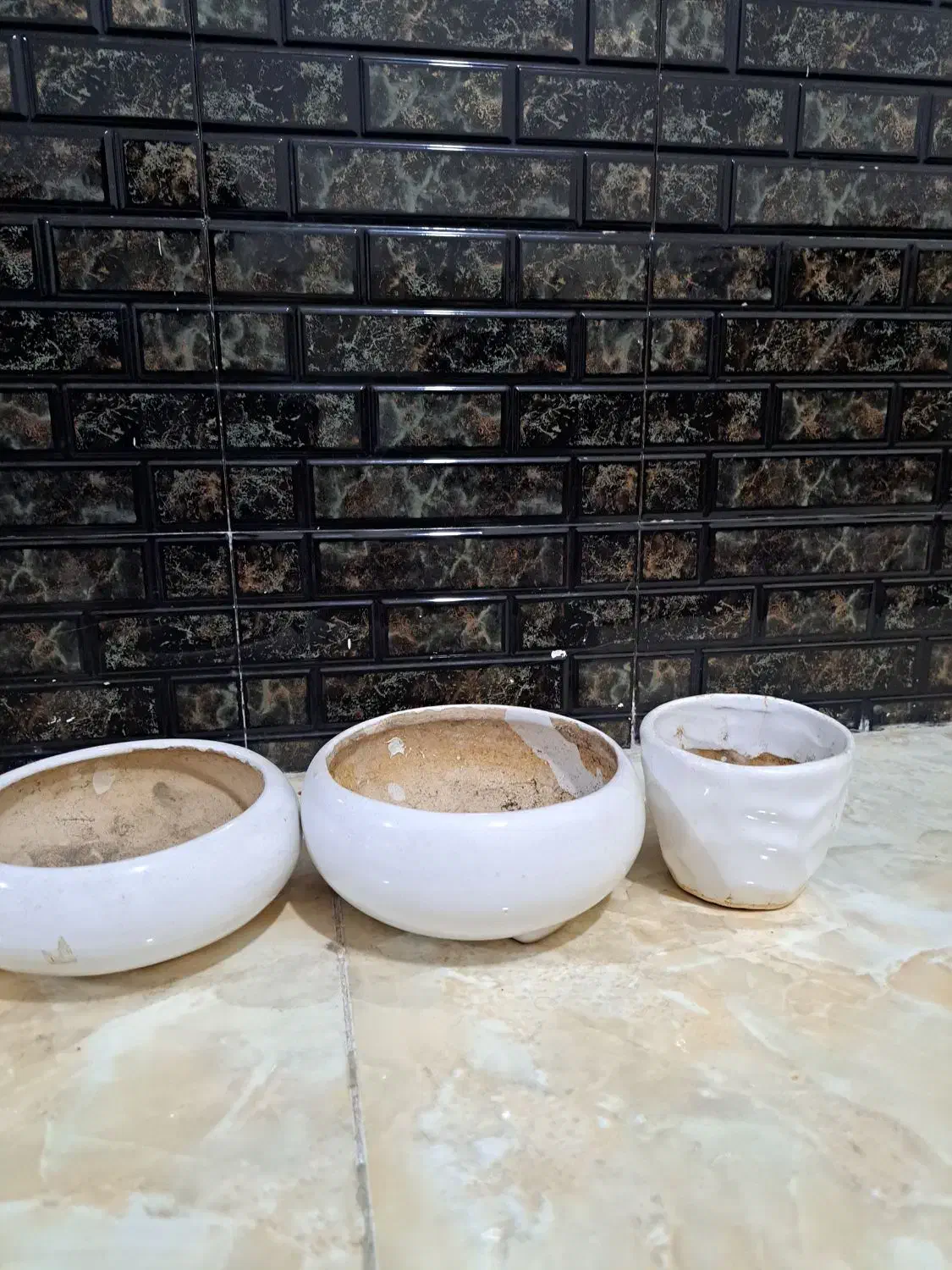 گل آپارتمانی بنسای و کاکتوس گلدان سرامیکی|گل و گیاه طبیعی|شیراز, تندگویان|دیوار