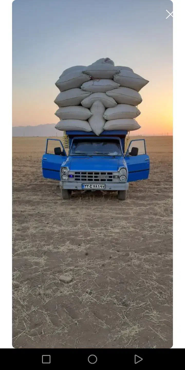 کاه گندم|لوازم جانبی حیوانات|رشت, نامجو|دیوار