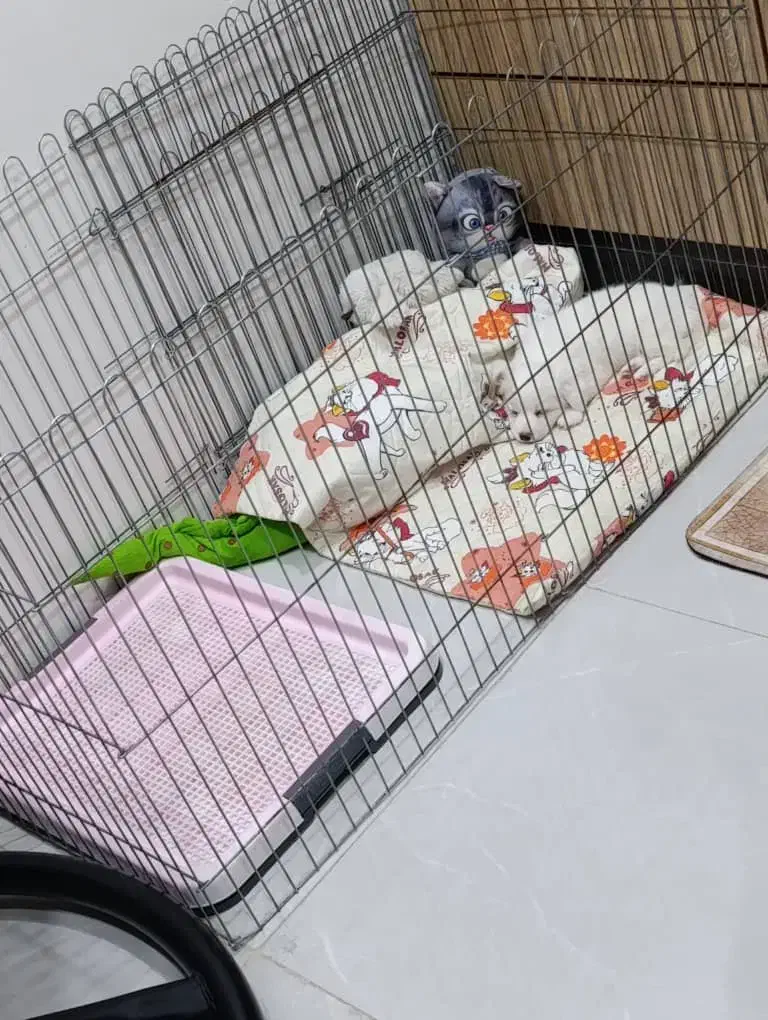 توله سگ پاکوتاه نر2ماه خرسی|سگ|رشت, خرسندی|دیوار