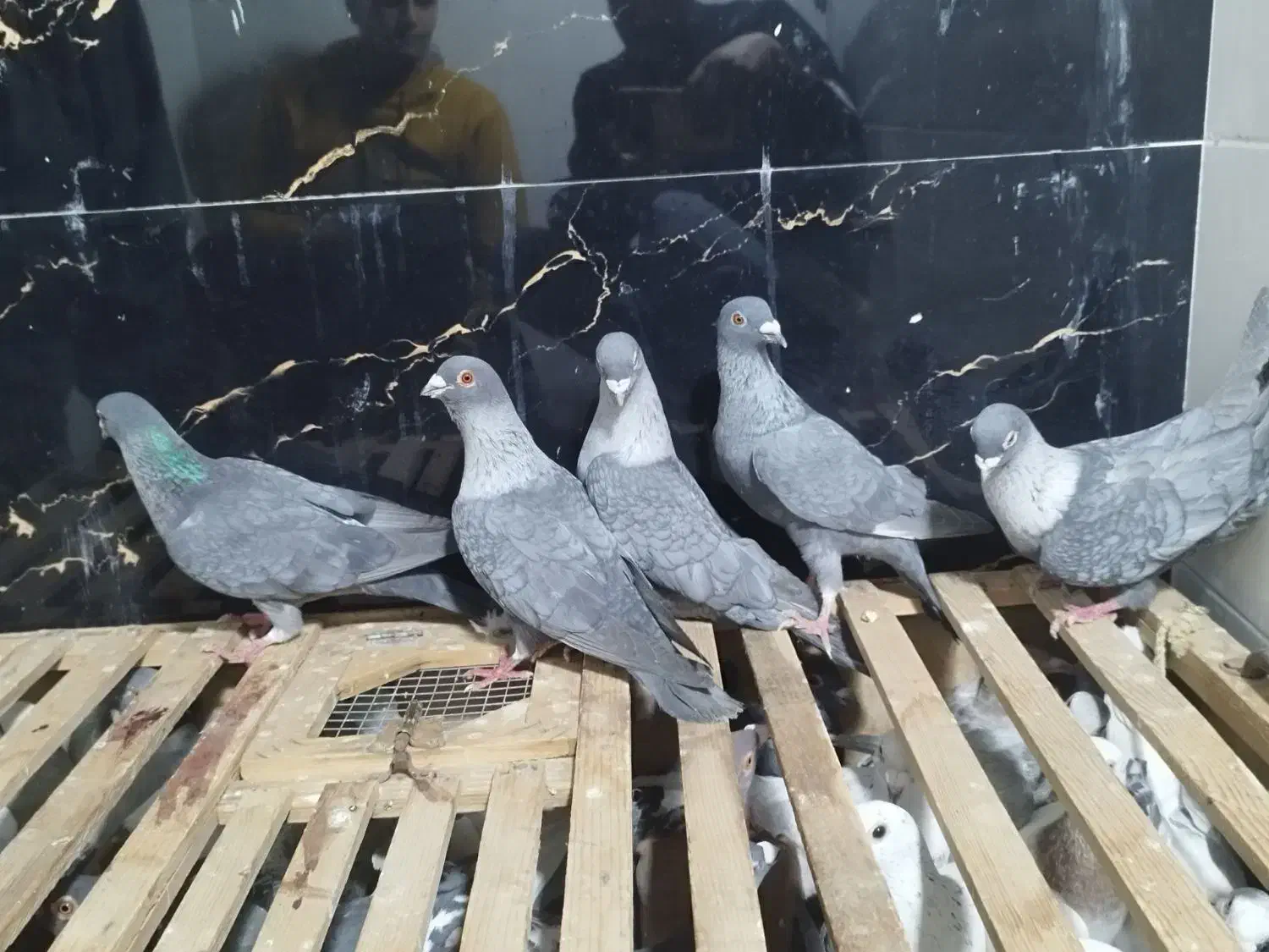 40 کفتر|پرنده|سرخس, |دیوار