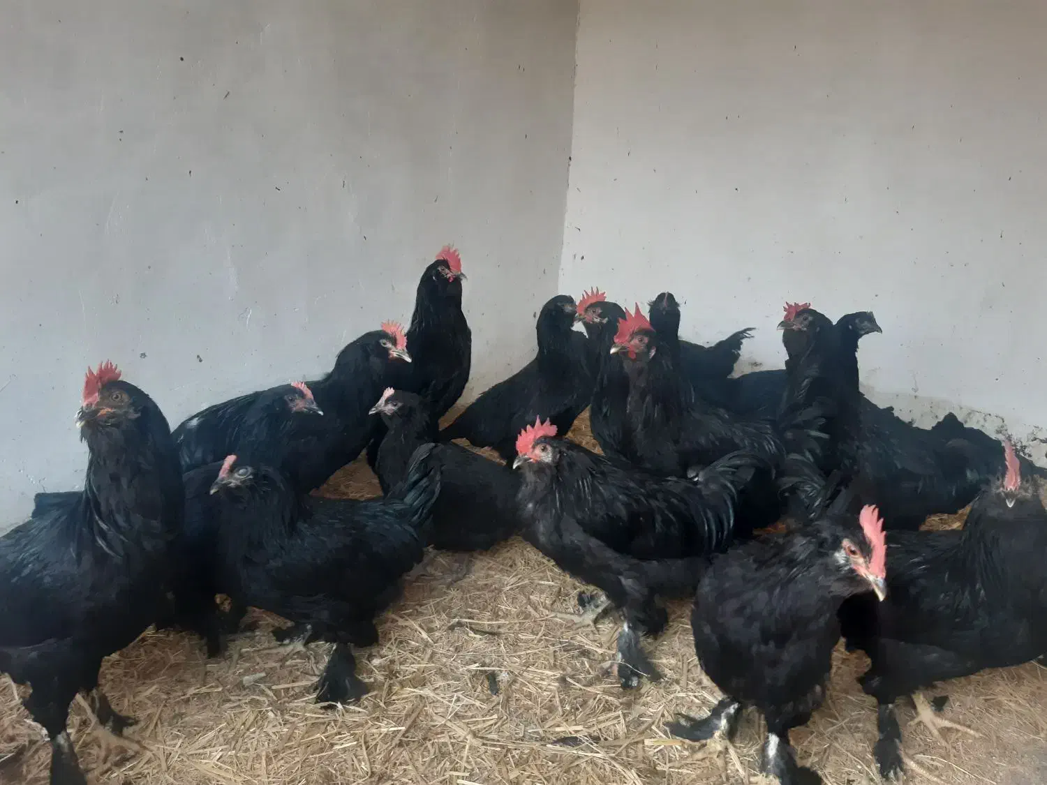 خروس فروشی|حیوانات مزرعه|مشهد, شهید احمدی روشن|دیوار