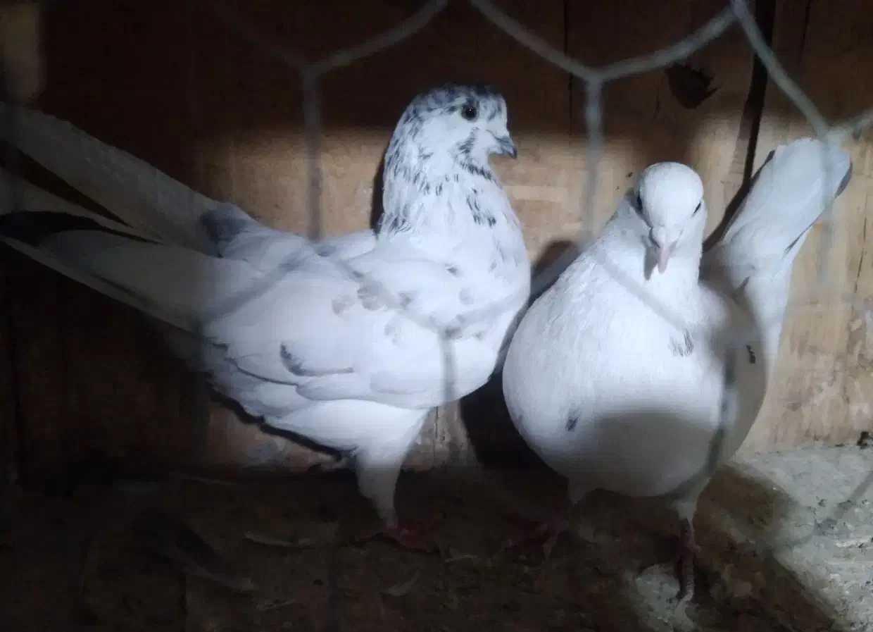 کفتر پرشی همه غریب گیری بلندی|پرنده|رباط‌کریم, شترخوار|دیوار