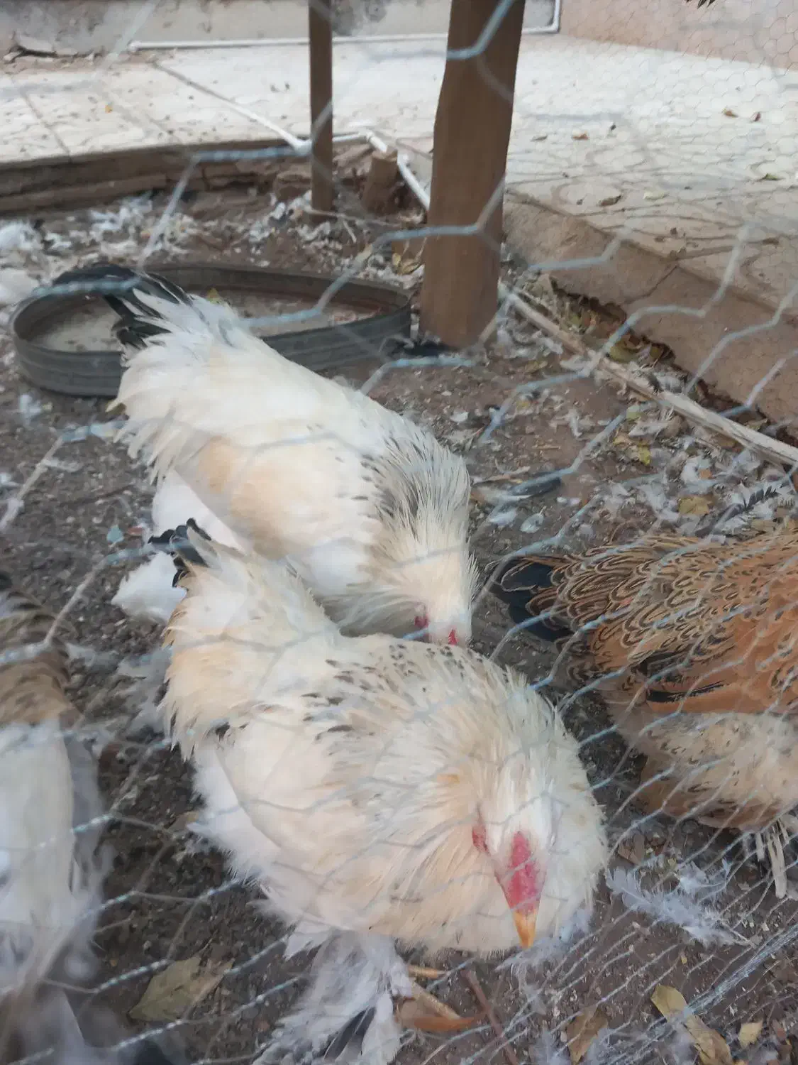 فروش خروس برهما|حیوانات مزرعه|یزد, |دیوار