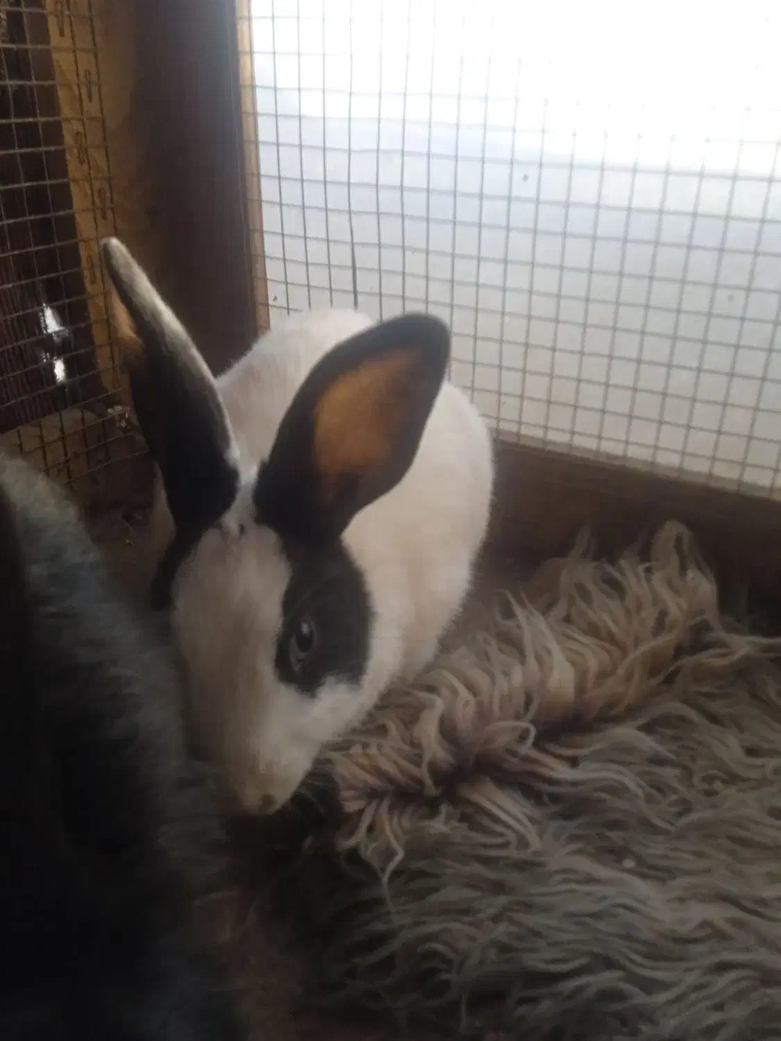 خرگوش|موش و خرگوش|تربت‌حیدریه, فرمانداری|دیوار