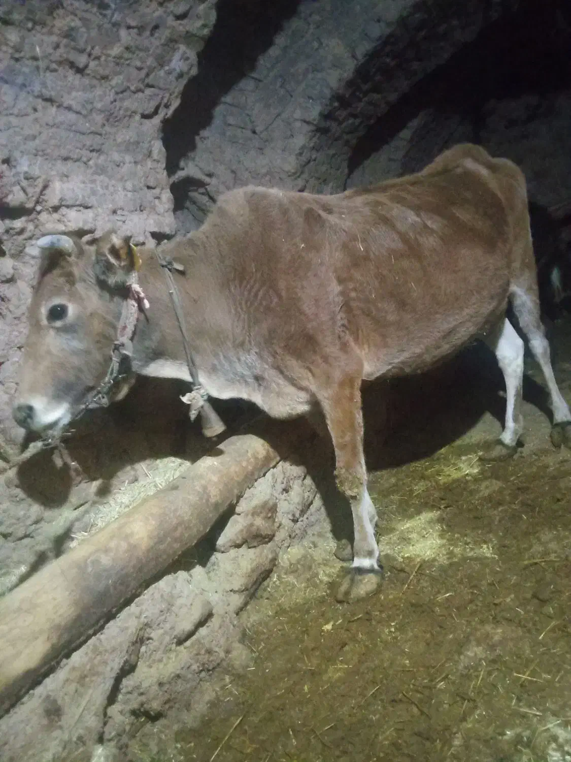 گاو 6ماه آبستن خانگی|حیوانات مزرعه|اردل, |دیوار