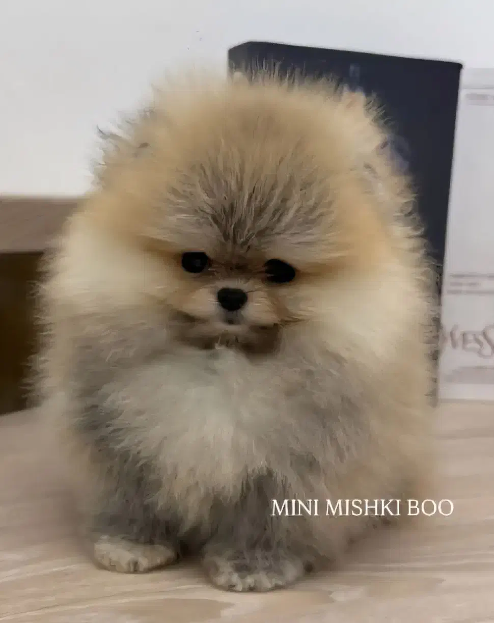 پودل و پامرانین|سگ|کرج, فاز ۲ مهرشهر|دیوار