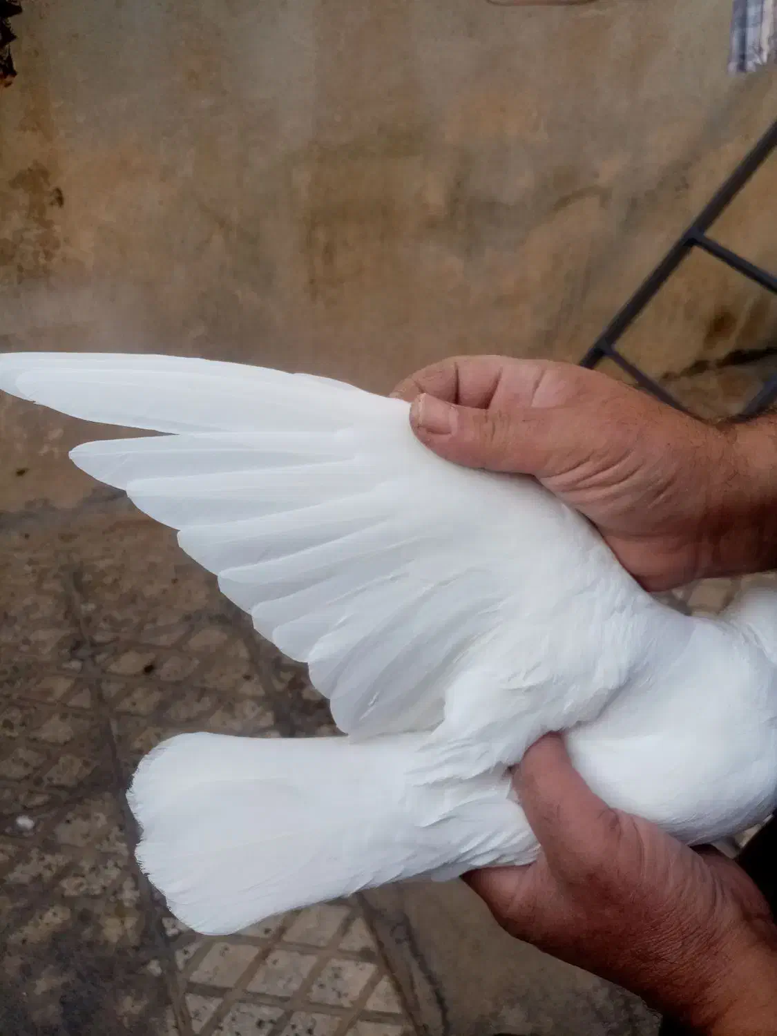 یک جفت سفید بمبویی|پرنده|شیراز, شیخ علی چوپان|دیوار