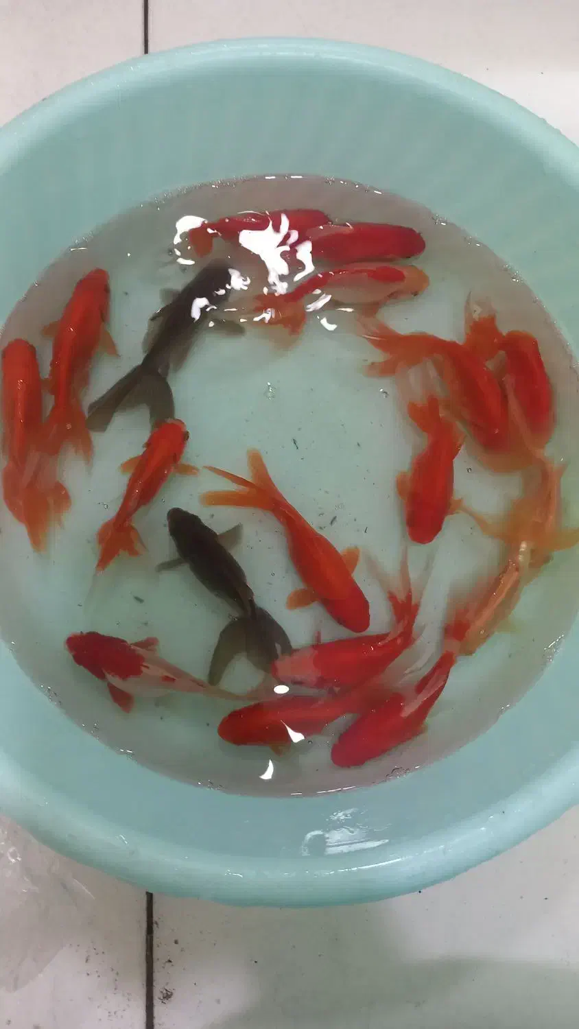 گلدفیش مولد|ماهی|اصفهان, باب الدشت|دیوار