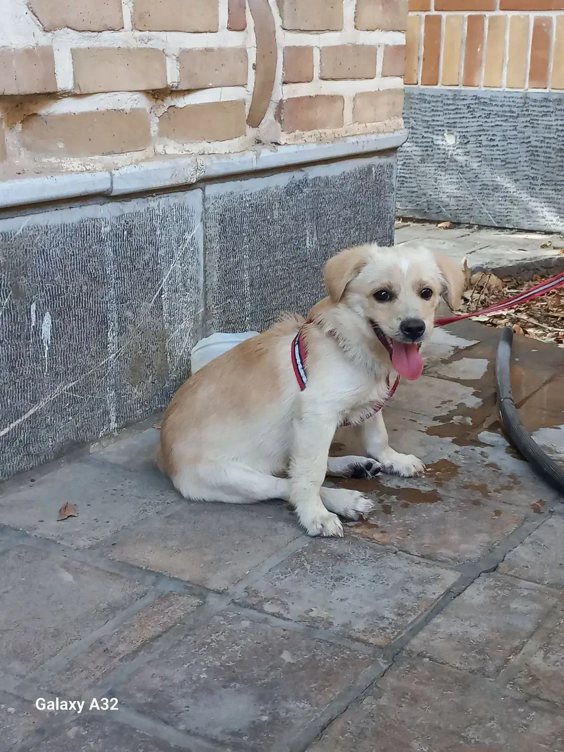 سگ اشپیتز نر|سگ|پیشوا, |دیوار