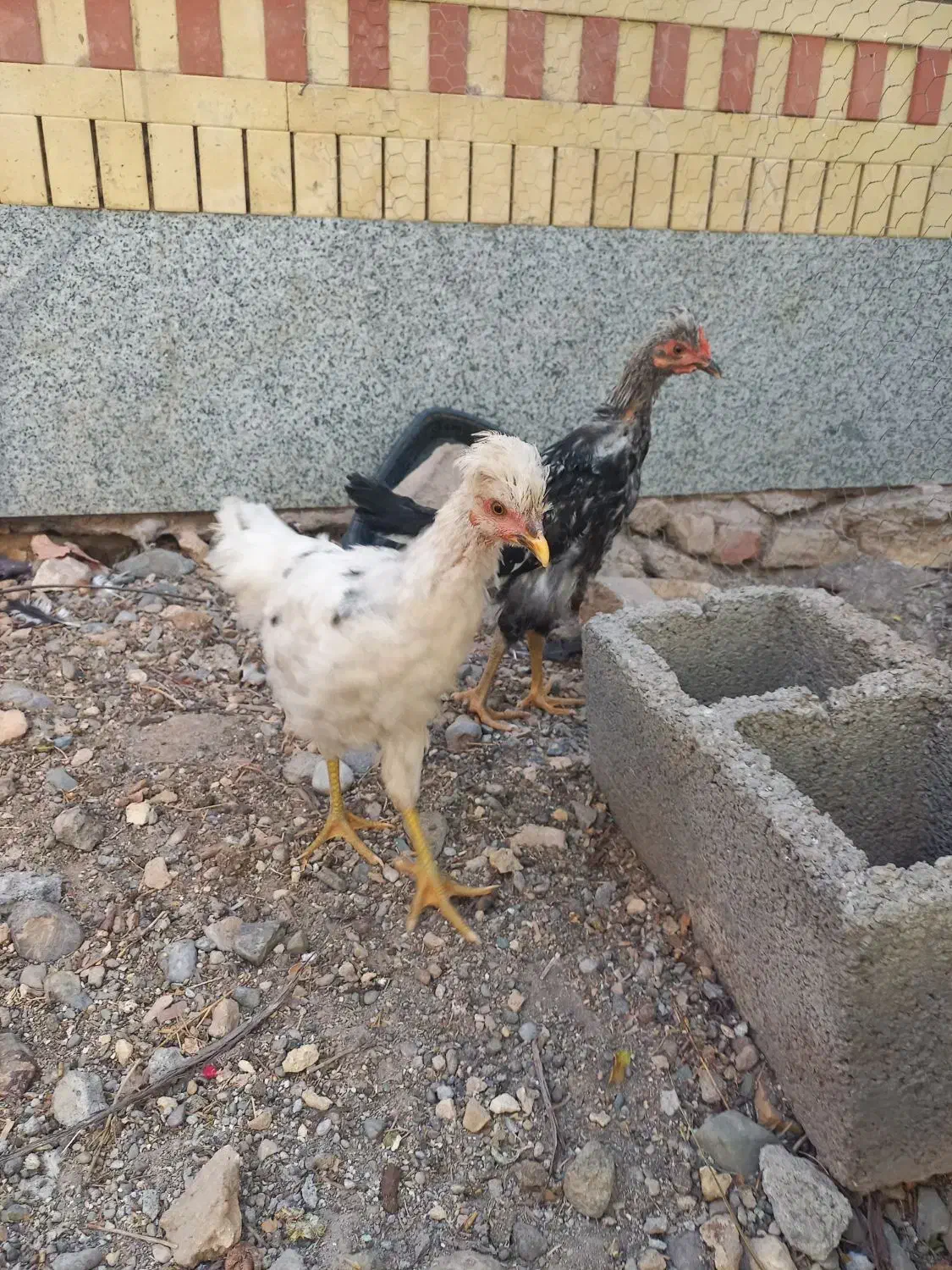 جوجه مرغ و خروس|حیوانات مزرعه|سیرجان, |دیوار