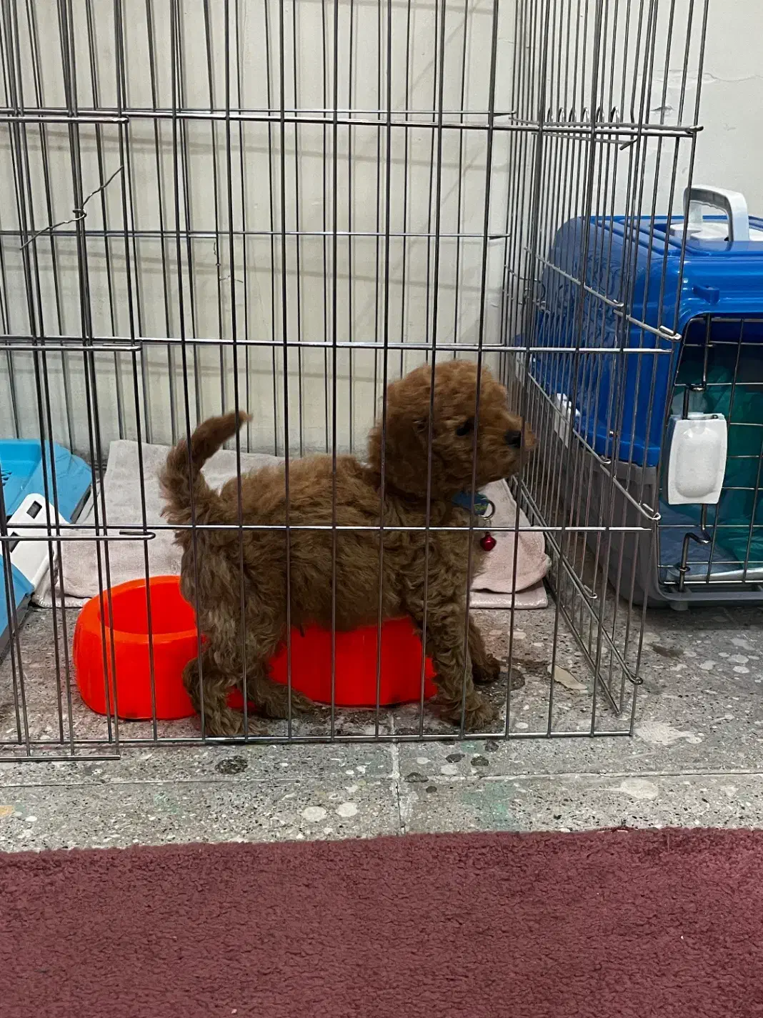 سگ پودل|سگ|ری, منصوریه منگل|دیوار