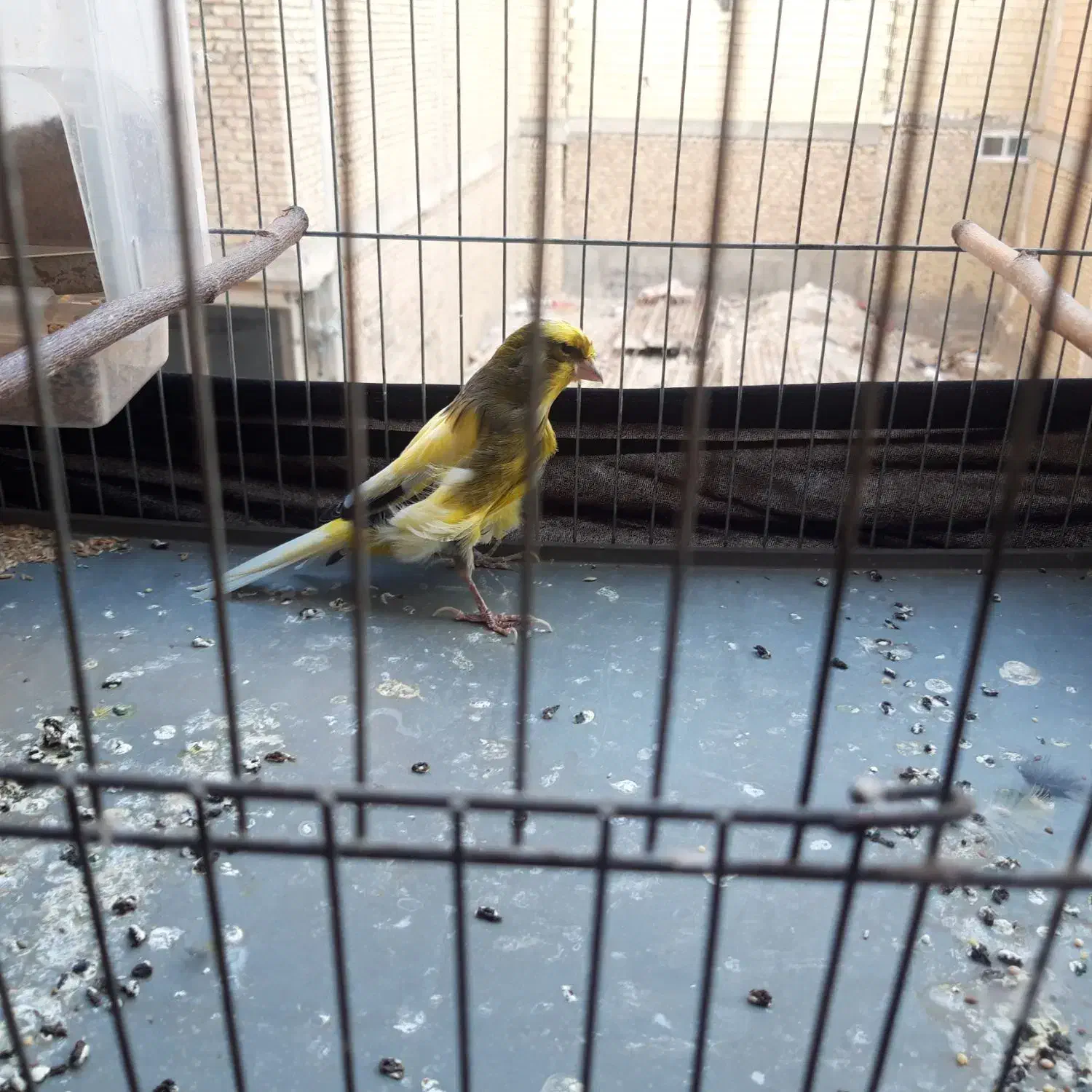 قناری نر ابلق با قفس ۱۰۰۰۰|پرنده|رباطکریم, نصیرشهر|دیوار