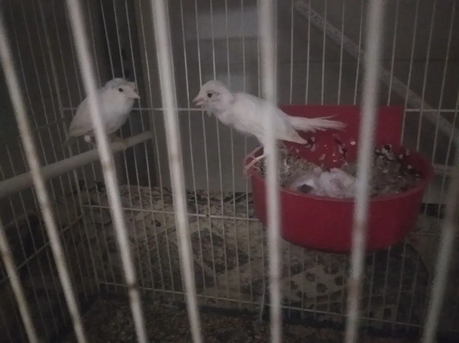 قناری|پرنده|بیرجند, |دیوار