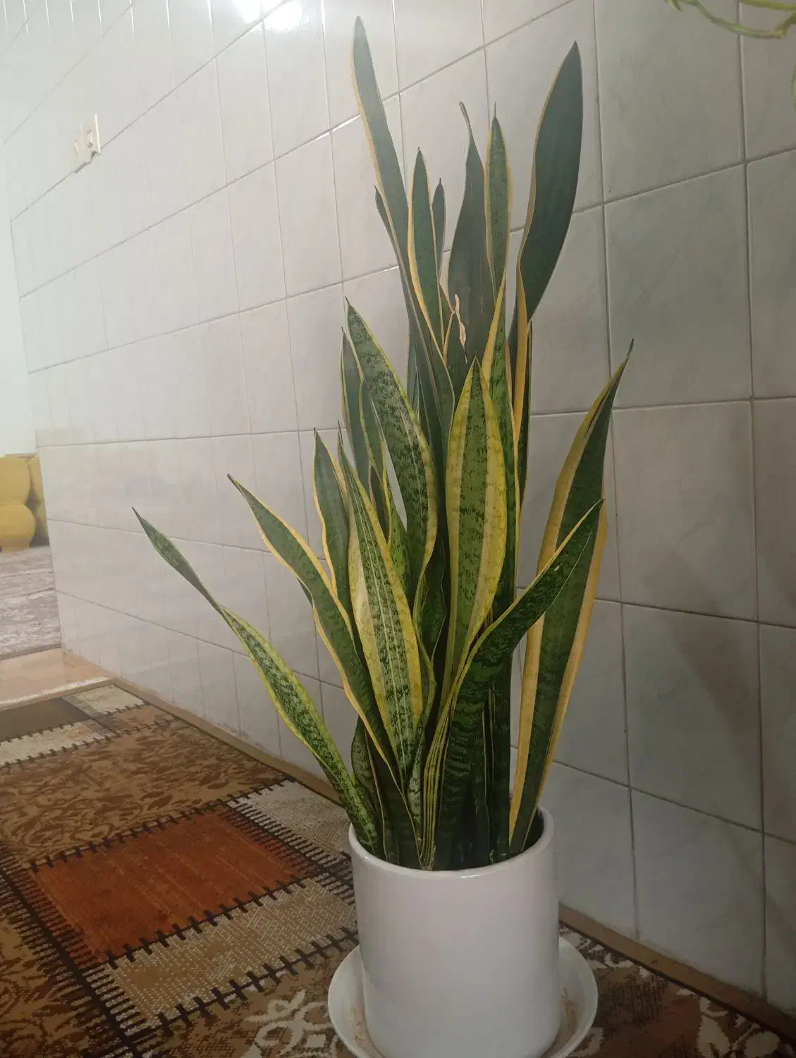 گل سانسوریا ارزان|گل و گیاه طبیعی|شهرکرد, |دیوار