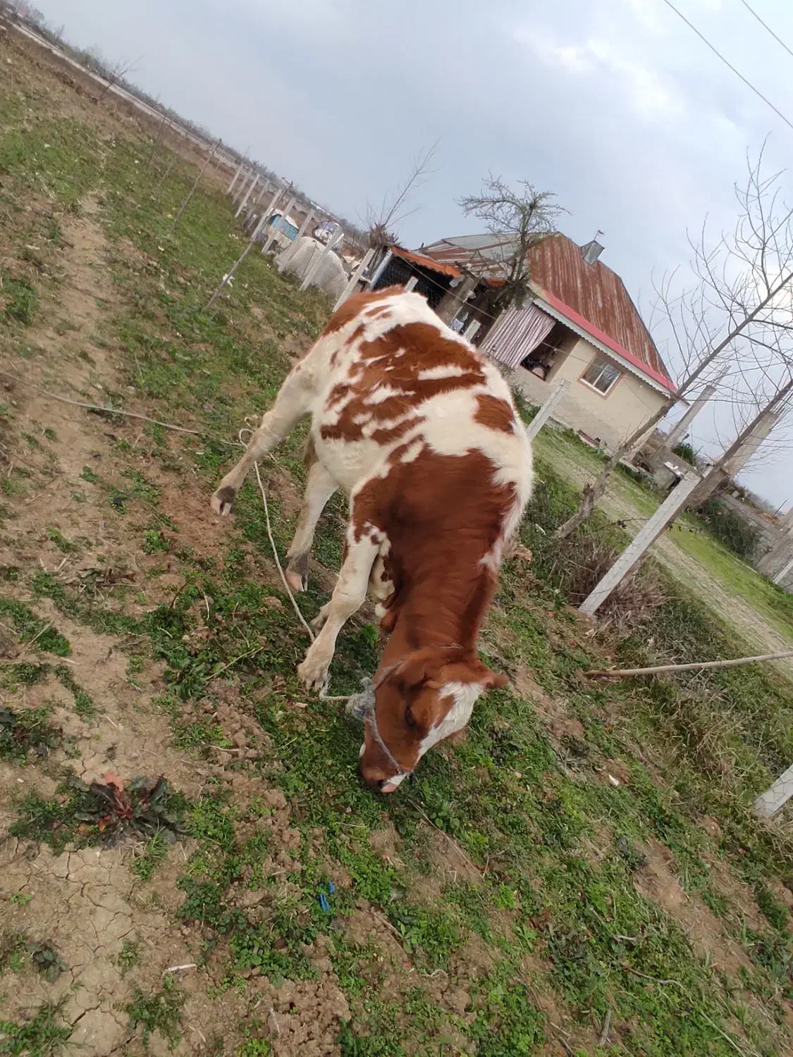 لیشه|حیوانات مزرعه|رشت, پسیخان|دیوار