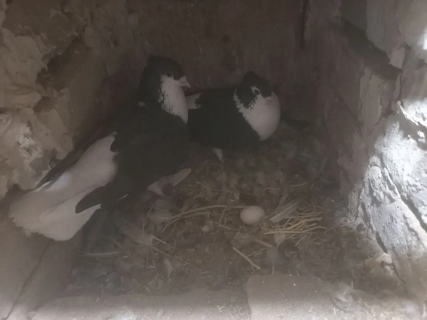 باسلام چند عددکبوترساده کالولی وساده سیاوافشون|پرنده|جلگه رخ, |دیوار