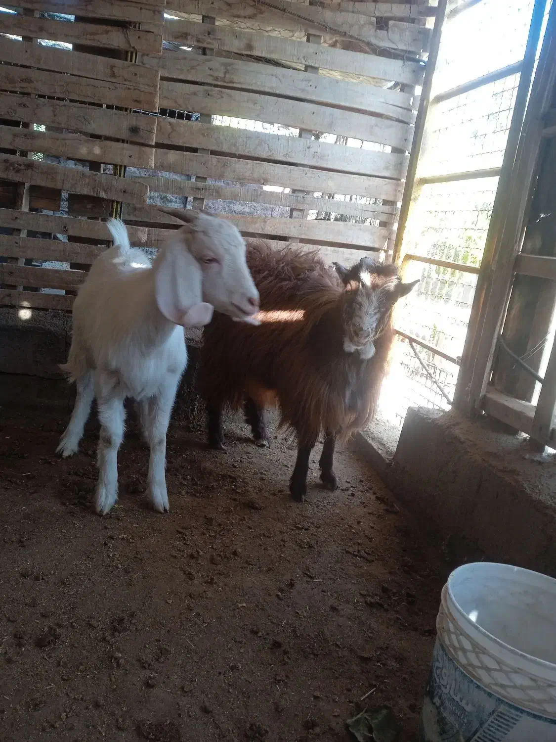 بزغاله ماده فروشی|حیوانات مزرعه|اسلامیه, |دیوار