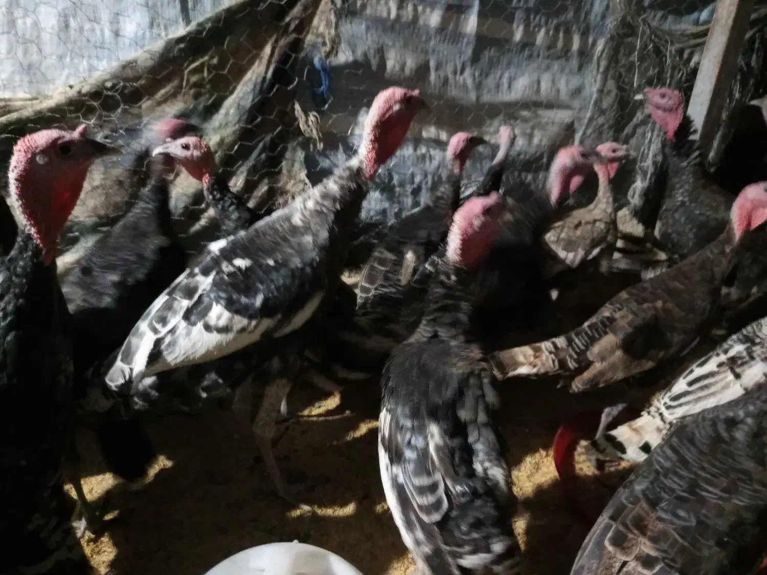 بوقلمون|حیوانات مزرعه|شیراز, پارک کوهستانی بوستان|دیوار