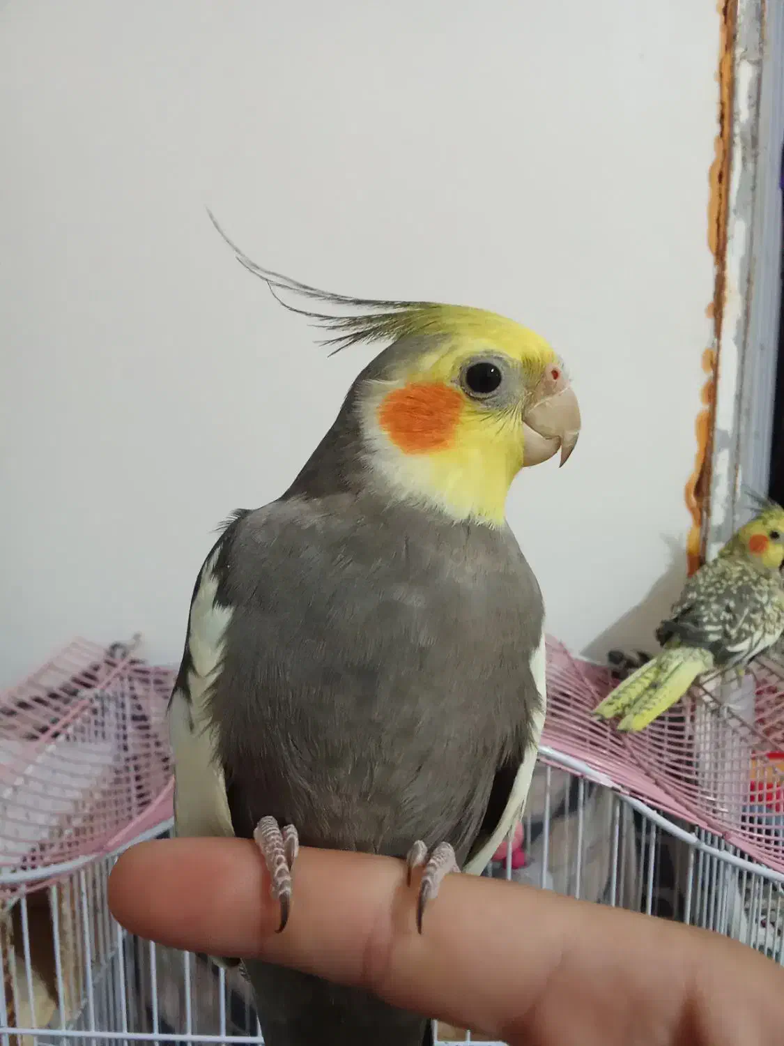 عروس هلندی نر و ماده با قفس|پرنده|شاندرمن, |دیوار