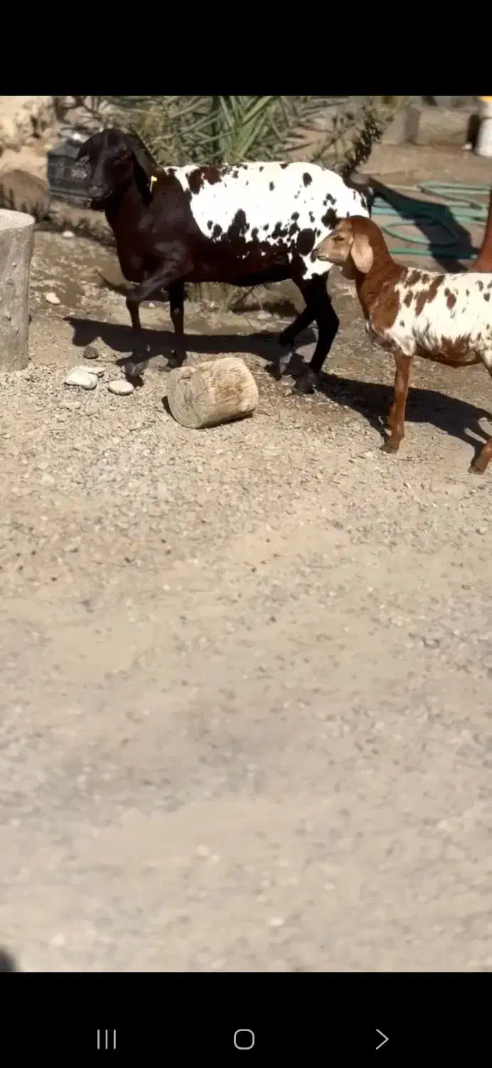 گل گلی گوسفند|حیوانات مزرعه|اصفهان, نقش جهان|دیوار