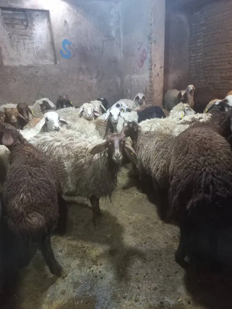 گوسفند افشاری، مغان و سنگسر ، ذبح و قصابی|حیوانات مزرعه|تهران, درختی|دیوار