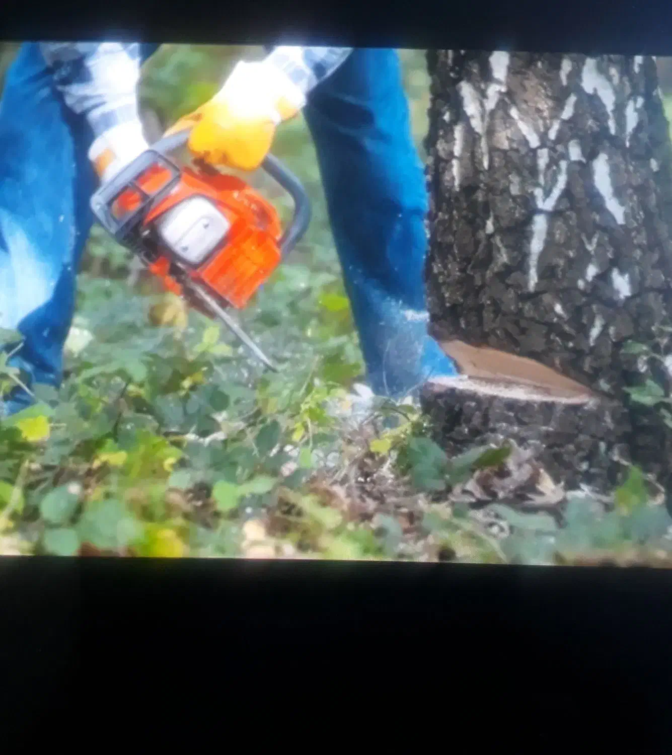 هرس و بریدن درختان|خدمات باغبانی و درختکاری|کرج, اسدآباد|دیوار