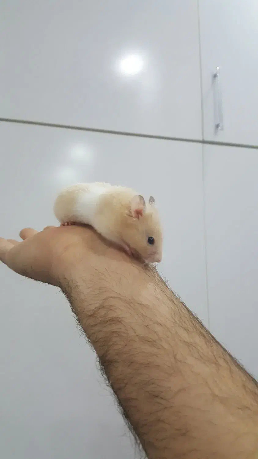 همستر|موش و خرگوش|مشهد, وکیل‌آباد|دیوار