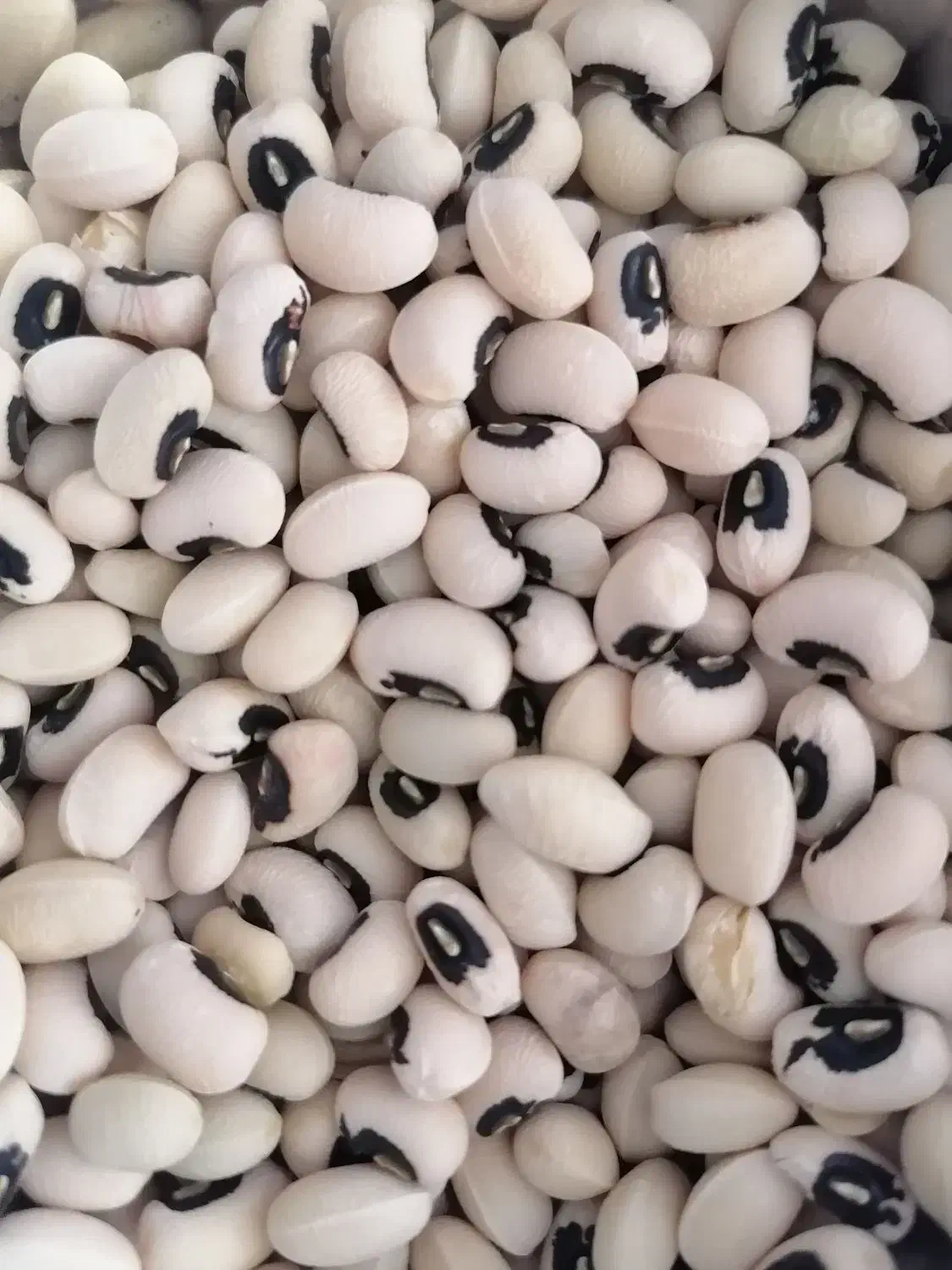 لوبیا چشم بلبلی درجه یک|عمدهفروشی|شیراز, نصر|دیوار