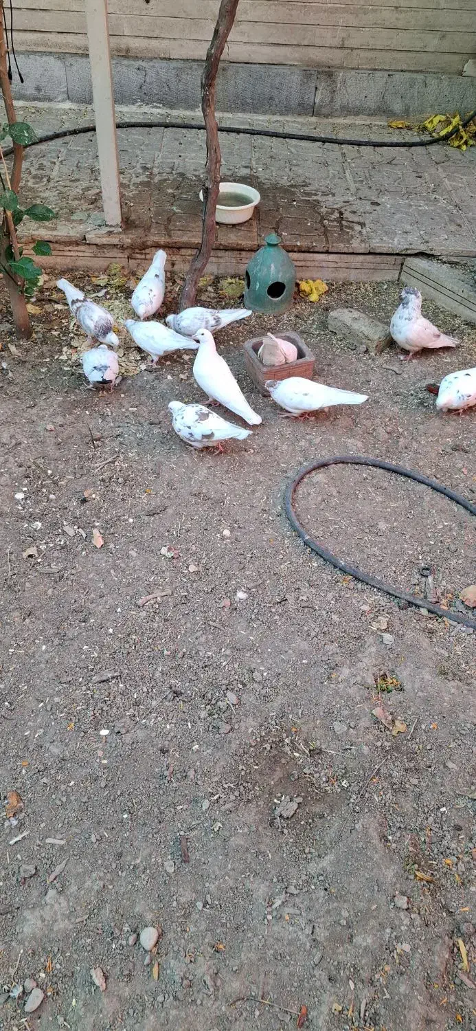 تعداد 9عددکبوتر فروشی است|پرنده|کرج, فاز ۴ مهرشهر|دیوار