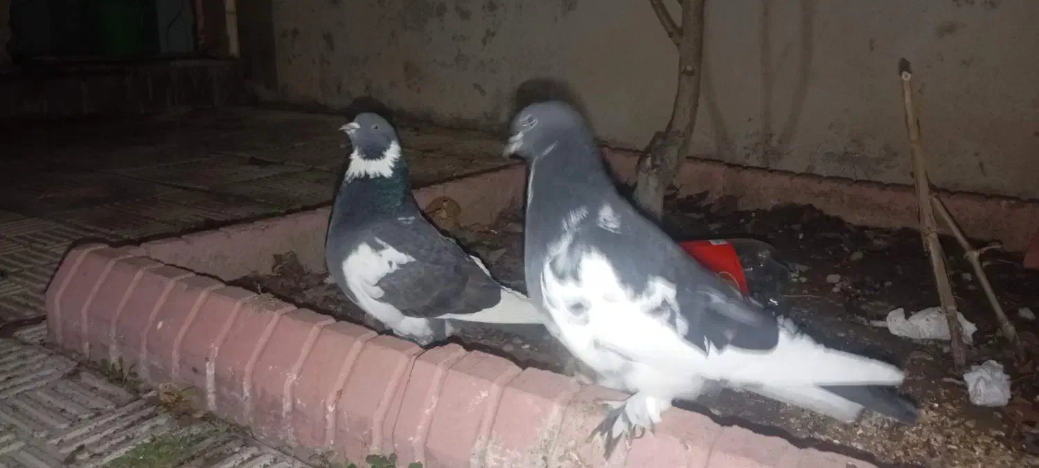 کبوتر|پرنده|سیلوانه, |دیوار