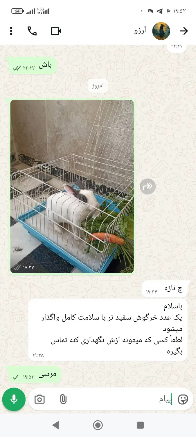 خرگوش|موش و خرگوش|کرمانشاه, |دیوار