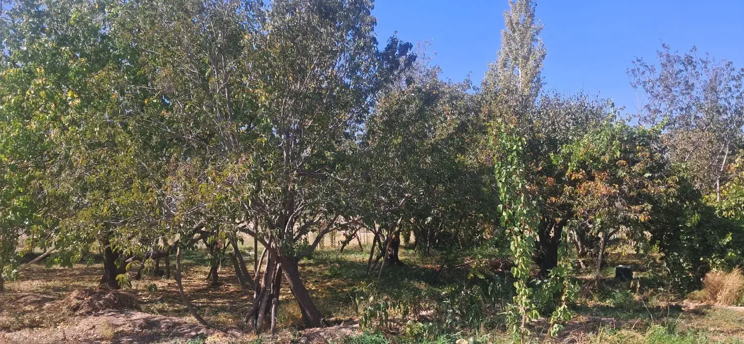 زمین باغ زرد الو و الوچه|فروش زمین و ملک کلنگی|کشکسرای, |دیوار