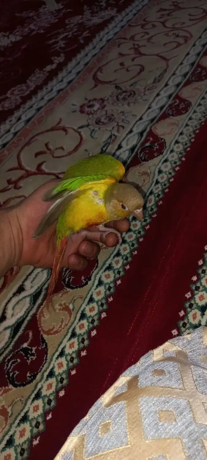 طوطی گمشده|پرنده|کنگاور, |دیوار