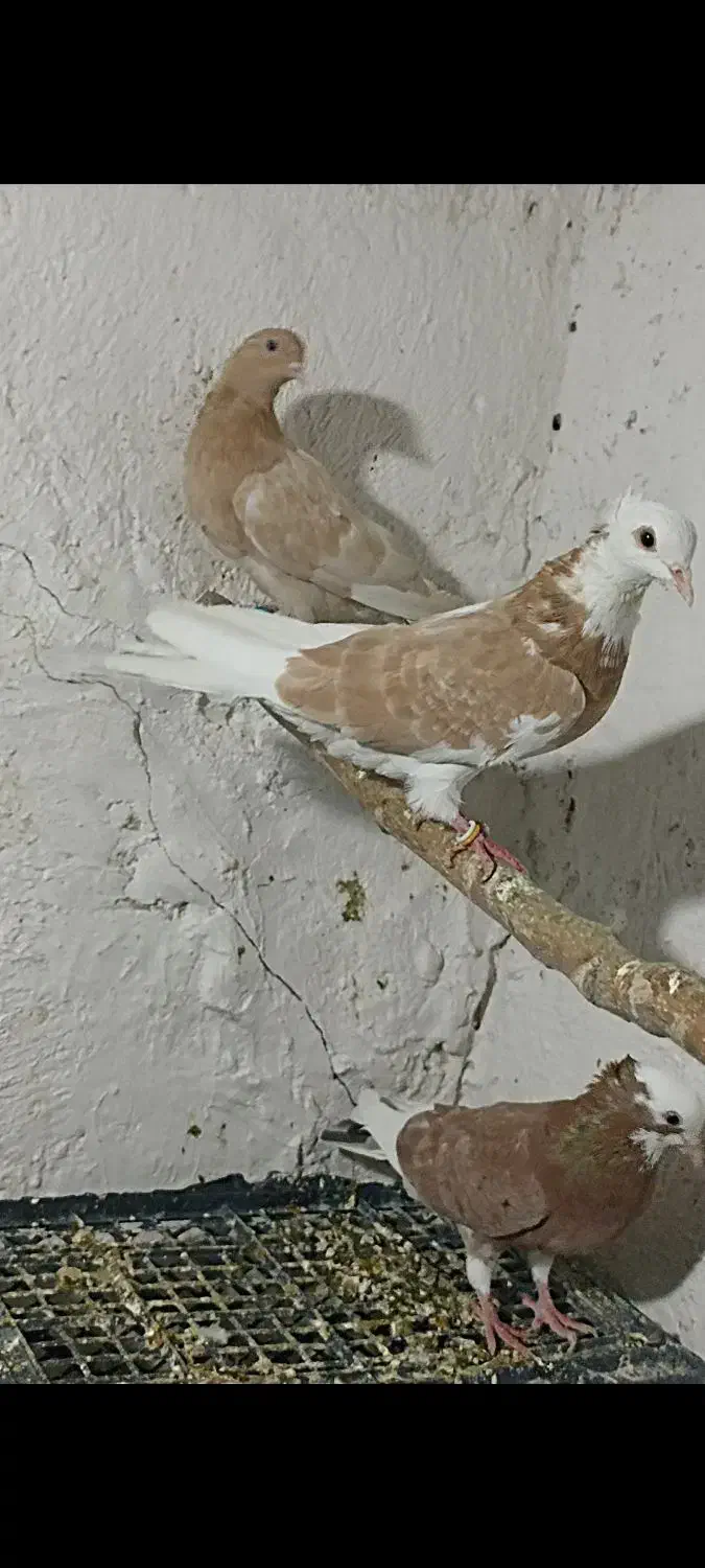 کفتر یا کبوتر گرفتی غریب گیری کفتر تیرماه کفتر خوب|پرنده|تهران, خلازیر|دیوار